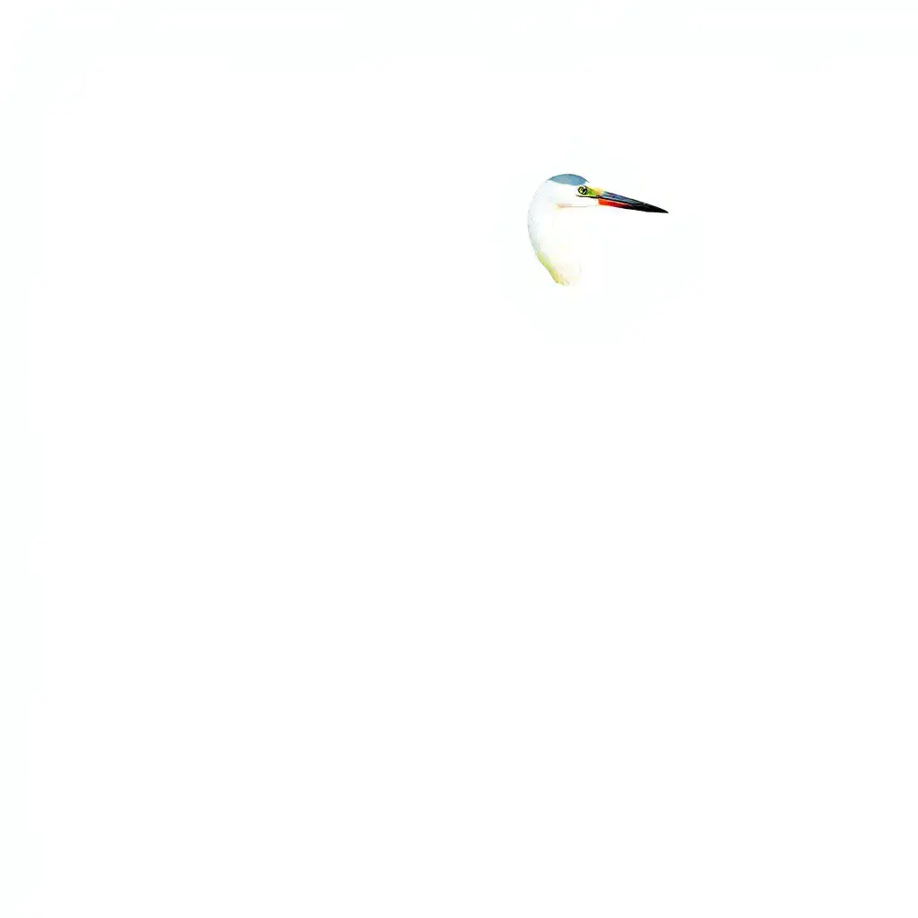 クロコサギ